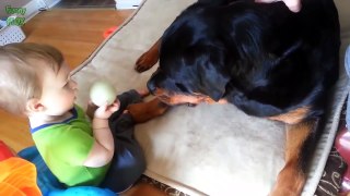 Big Dogs Playing with Babies Compilation 2015 [NEW HD]