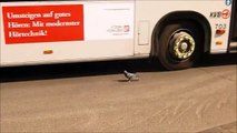 Ce pigeon n'a peur de rien et surtout pas d'un bus!