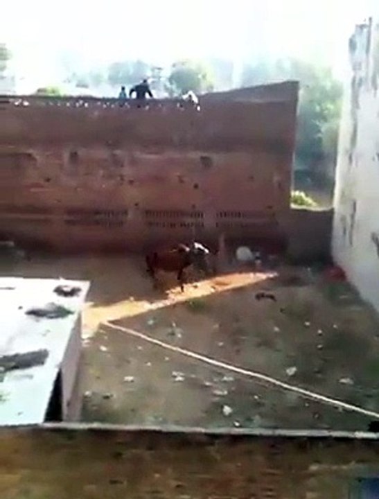 Bull on Bakra eid day anger