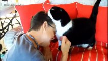 Cute Cats And Kittens Grooming Humans Compilation 2014 [NEW]