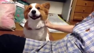 Cute Dogs Demanding Petting Compilation 2014 [NEW]
