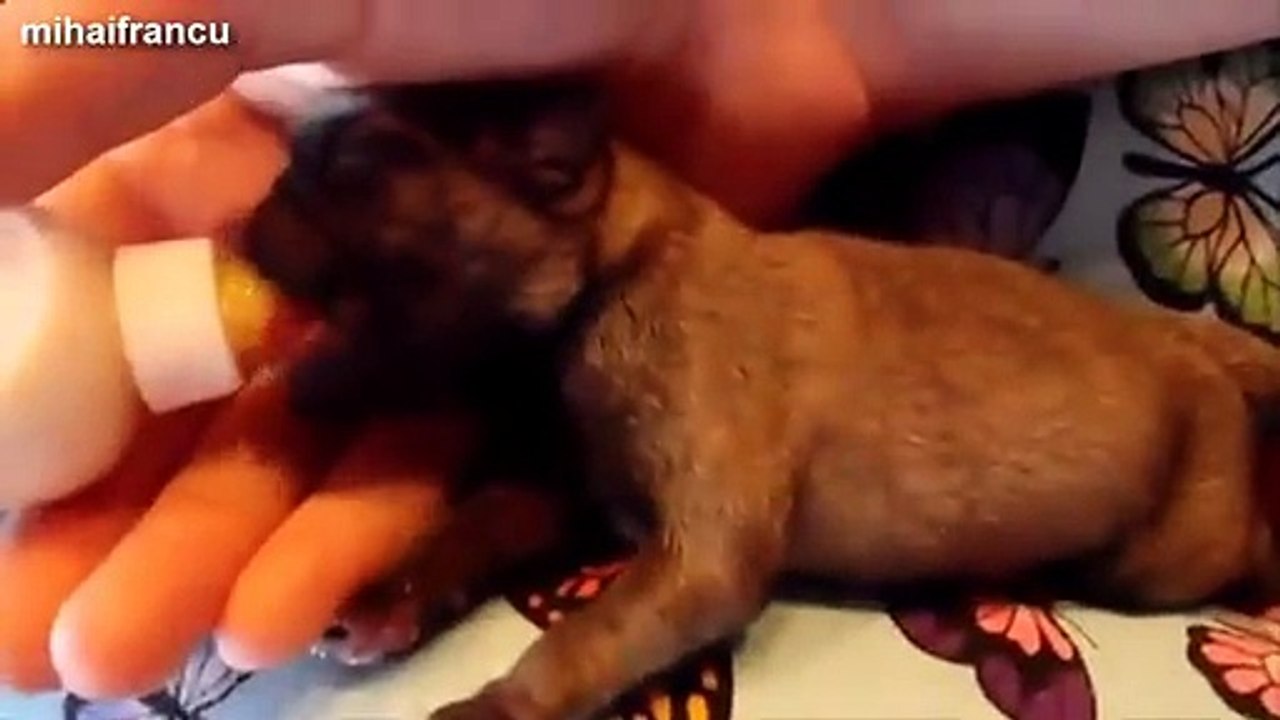 Cute Kittens And Puppies Bottle Feeding Compilation 2014 [NEW]