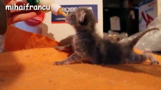 Cute Kittens Compilation  NEW HD