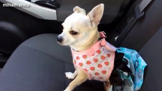 Cute Puppies Howling Compilation 2015  NEW