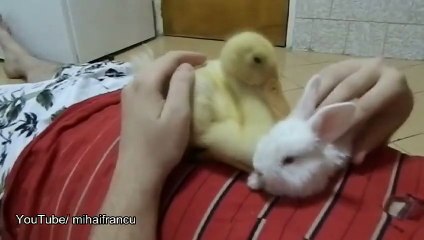 Duckling Meets Bunny
