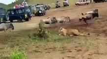 Lion Attack on a Bull Very Cleverly.. WOW