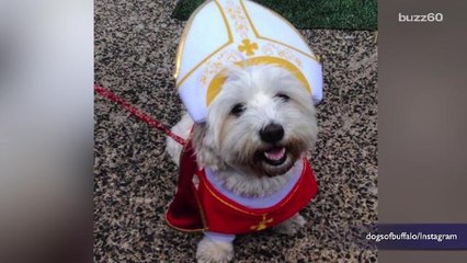 #PopeDog may be one of the best things about the Papal visit