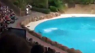 Amazing Dolphin Playing With A Girl