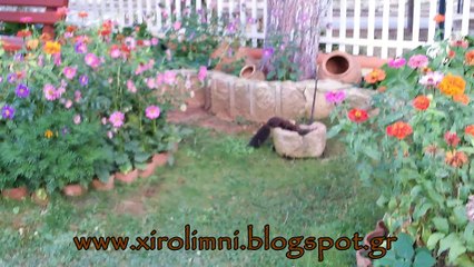 Σκιουράκι στην Ξηρολίμνη !!!