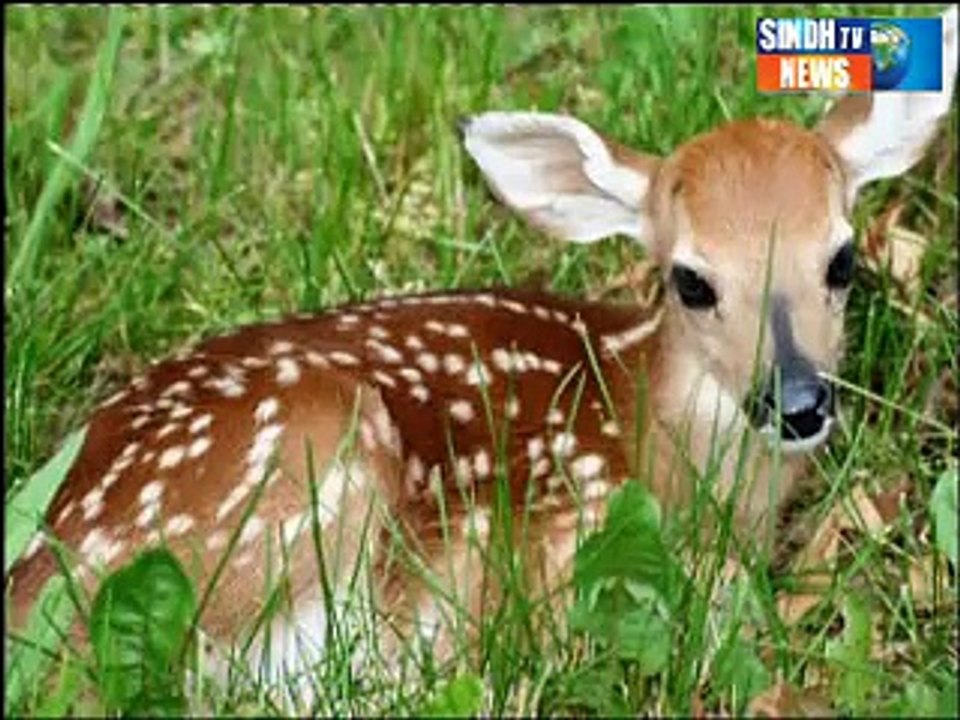 Sindhtv News Documentary Sukkur time Haran Jo Nasal part 03