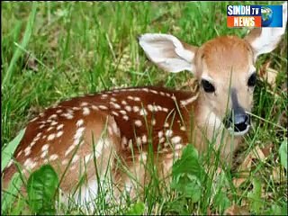 Sindhtv News Documentary Sukkur time Haran Jo Nasal part 03