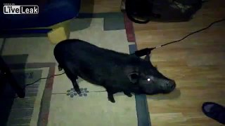 Kitten Disables Pig