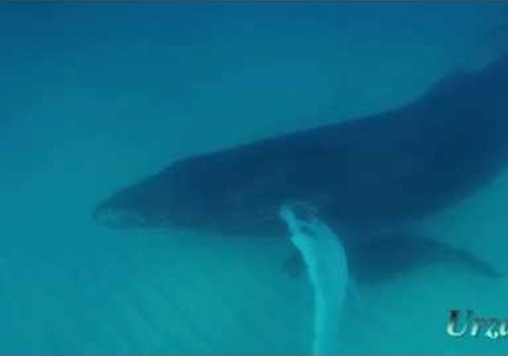 Humpback Whale and Calf Rest at the Bottom of the Ocean