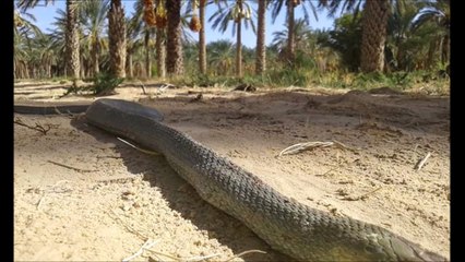 العثور على أفعى الأنكندى في بوحمز في غابة محسن الدايخ