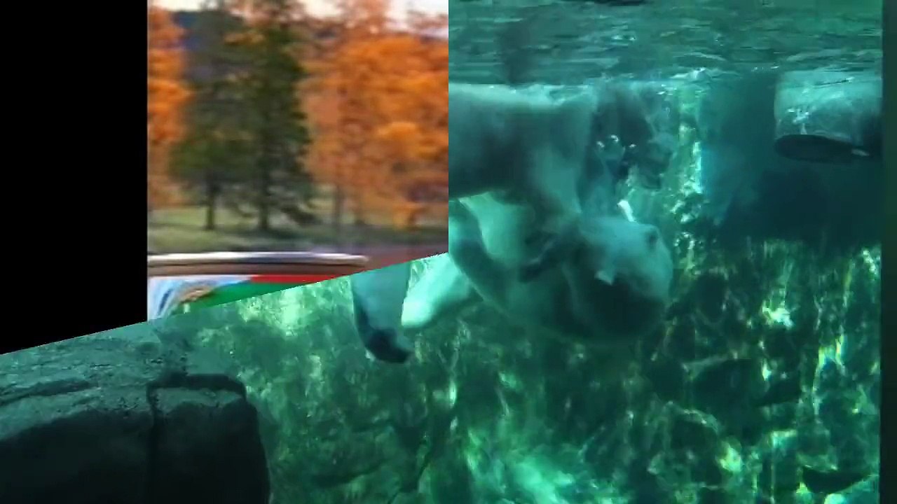 Bear Attack, Animal Fighting Videos Compilation