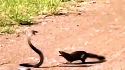 Mongoose vs Cobra, Snake fight Videos Compilation 2015