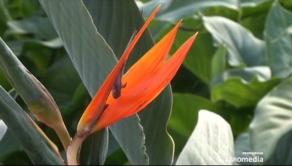 Sve o proizvodnji ruža saznali smo na Plantaži Mihailović_411_01.08.2015.