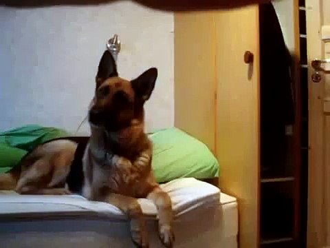 Реакция пса на вой волков