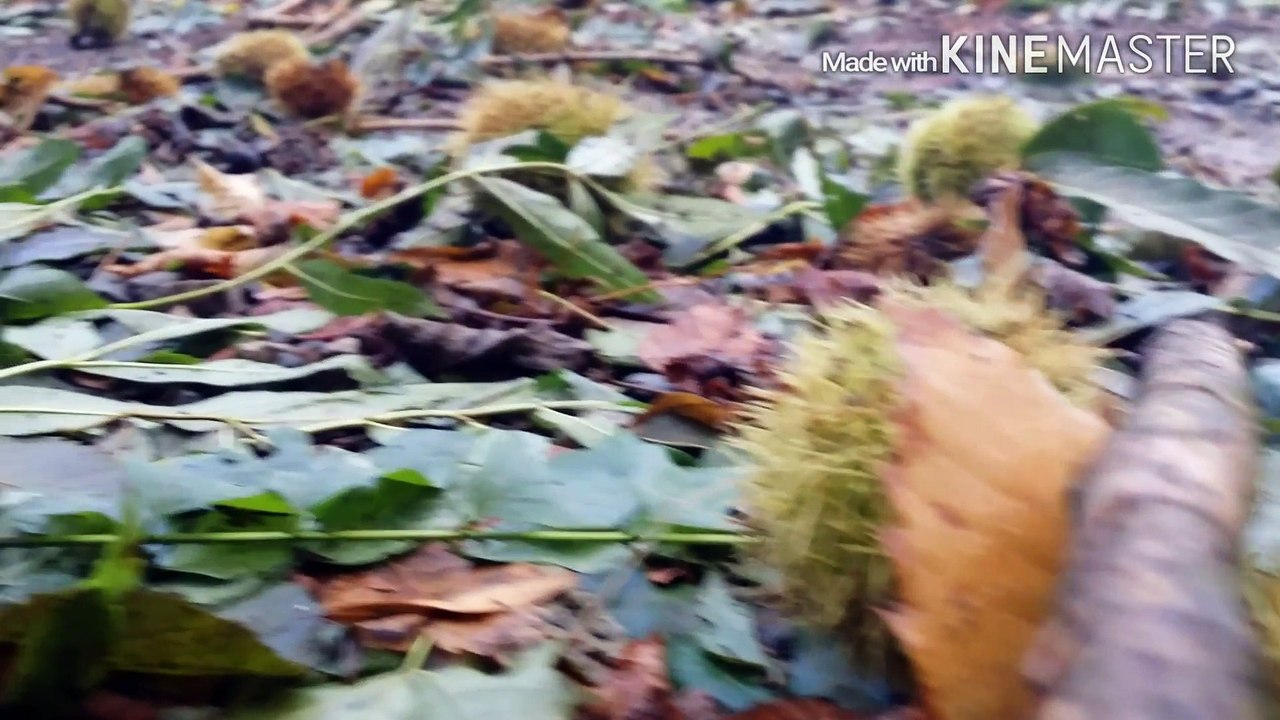 un bivouac... (retour au camp bush)