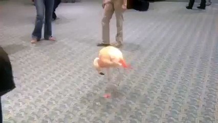 Фламинго отжигает под волынку