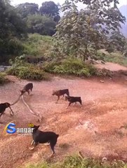 Dogs attacking a large cobra snake!! Must see