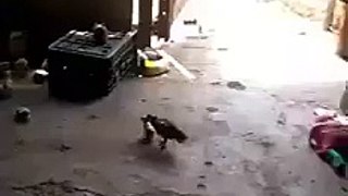 Little Chicken vs Big Hen Amazing Fight Video