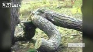 Man falls from Tree During SEX and... **BREAKS PENIS**