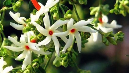Indrajatra - Nepali Jatra festival