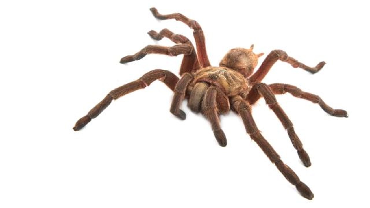 Escaped tarantula causes three hour plane delay