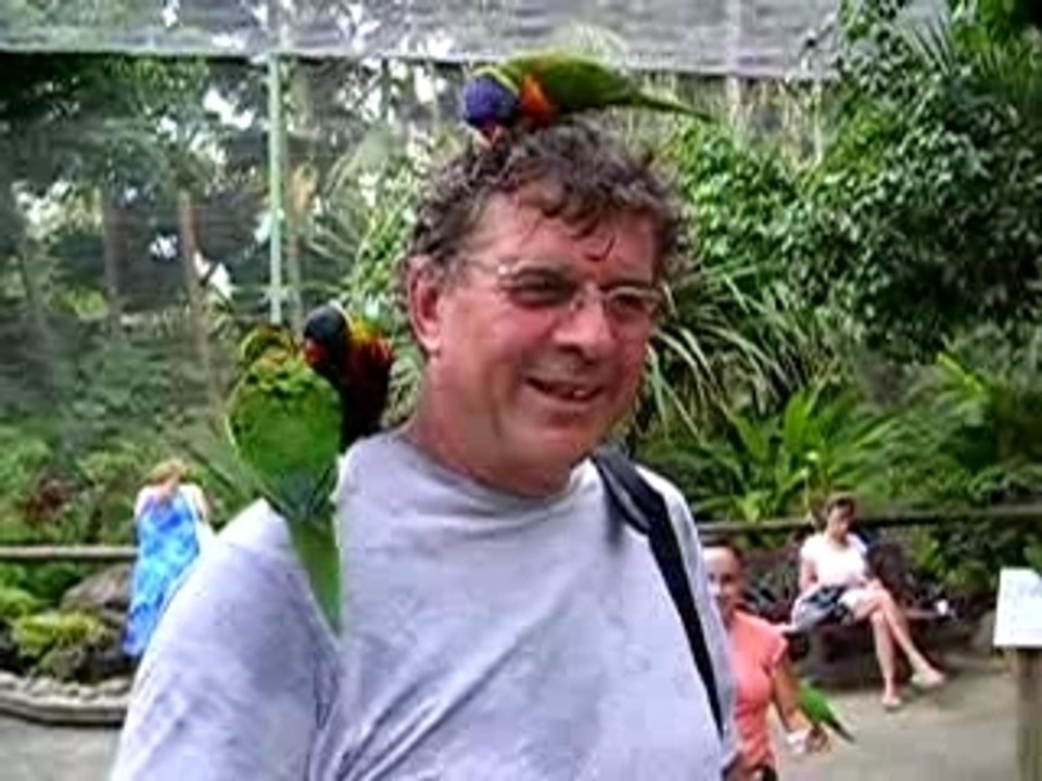 Perchoir à Loris...