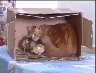 This is called love of a Mother