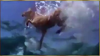 Dolphin Saved Dog From Shark and Water Amazing Video