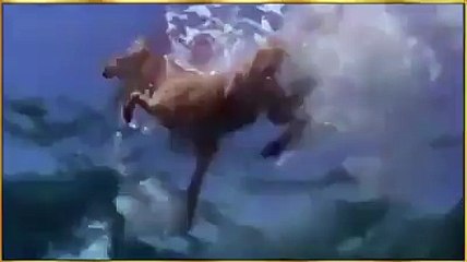 Dolphin Saved Dog From Shark and Water Amazing Video