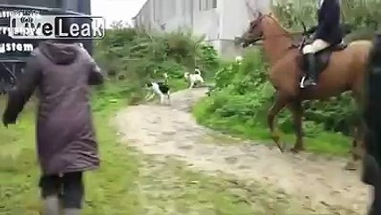 Woman Sprints In To Save Fox As Hunters Scream At Her