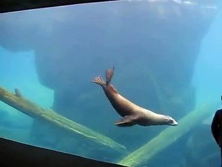 Sea Lion play follow-the-leader with little boy