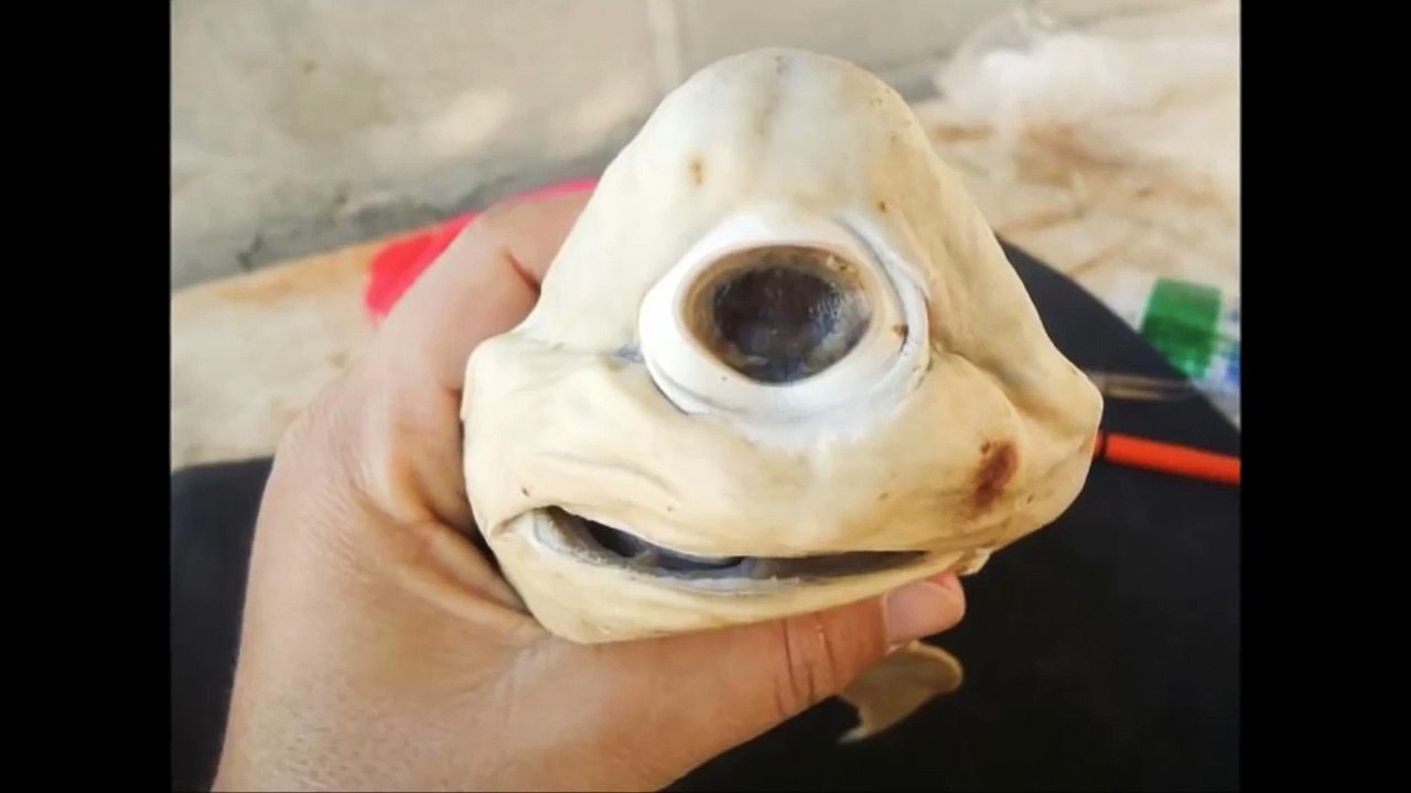 Cyclops Shark