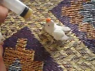 Lovebird Albino Personata Hand Tamed