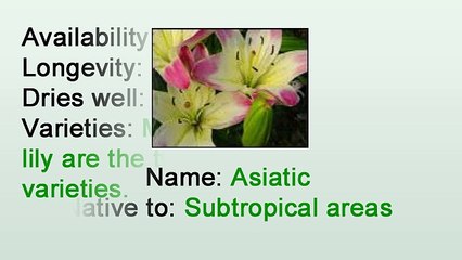 Caring for Cut Asiatic Lily - By Heather Floral