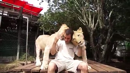 il bellissimo buongiorno di due leoni