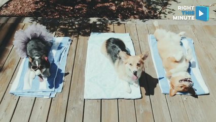 Meet the Corgi Realtors!