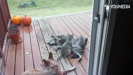 Il cagnolone deve avere mal di pancia ed il suo amico gatto lo cura così