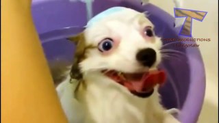 Animals really enjoy bathing - Cute and funny animals bathing compilation