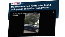 Escaped Pet Monkey Named Zeek Eats Neighbors’ Mail, Damages Police Car