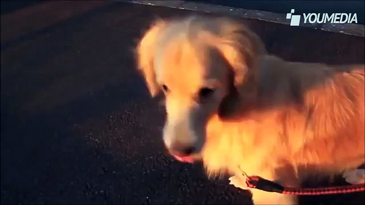 Il cane sente l'ambulanza arrivare da lontano ed ecco la sua reazione