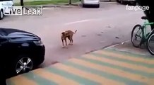 Il cane si ferma in strada, sente la musica e guardate che fa