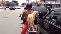 Il cane si tiene forte al suo padrone sulla moto