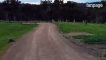 Il ciclista attraversa il parco ed il modo in cui i canguri lo fissano all'inizio è inquietante