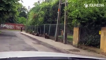 Il cinghiale si avvicina all'auto, ma guardate chi lo sta seguendo