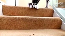 Il cucciolo di husky terrorizzato dalle scale non vuole proprio scenderle