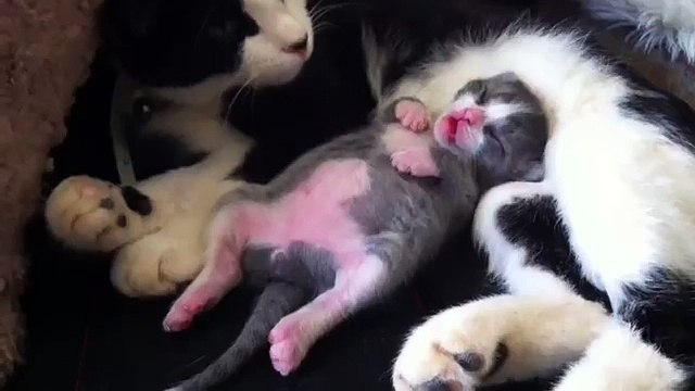 Il Gattino Che Balla Nel Sonno